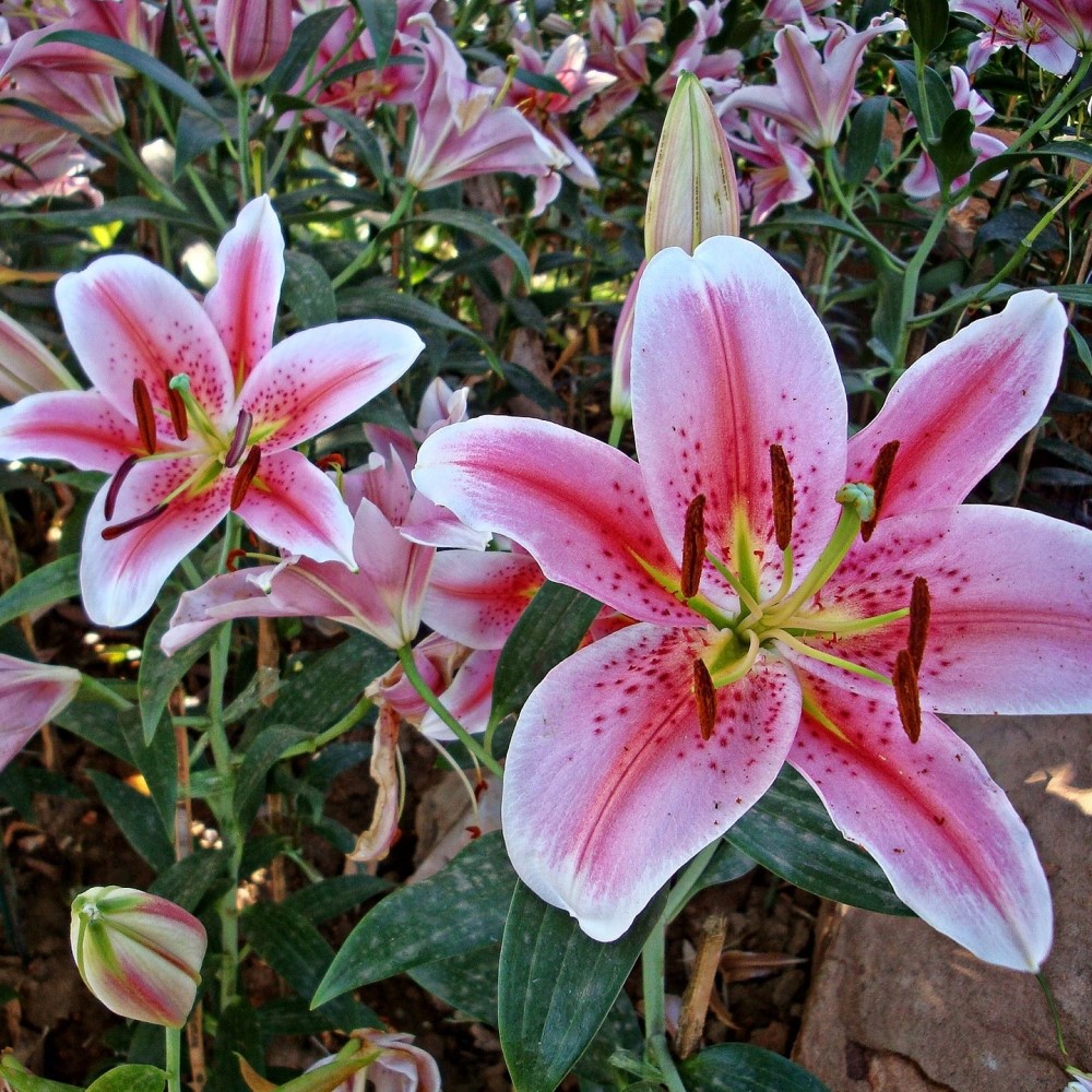 Giant Stargazer Lily - 6 Bulbs - Gallery 9