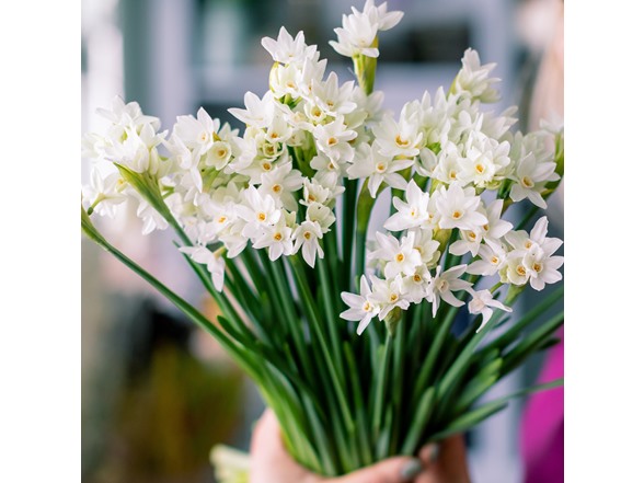 Fragrant Paperwhite Flowers
