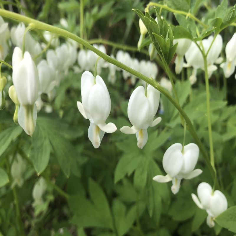 Old Fashioned Bleeding Hearts Flowers White - Gallery 8