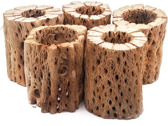3, 6, 9, 12 In All Natural Teddy Bear Cholla