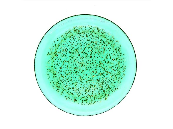 Red Pomegranate ISLA 8.5" Salad Plate