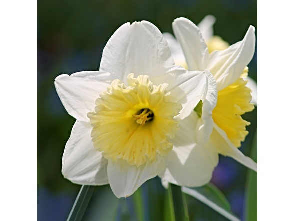 White Lion Daffodil Flowers