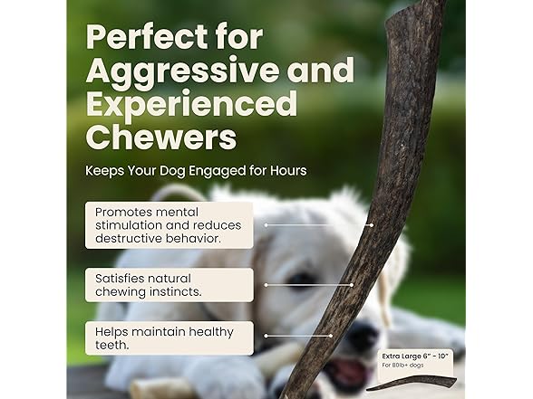 The Proper Hound Whole Elk Antlers for Dogs Sz XL
