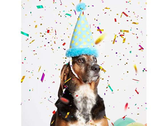 BarkBox The Party Farter Dog Toy | Wearable Party Hat Toy - Gallery 4