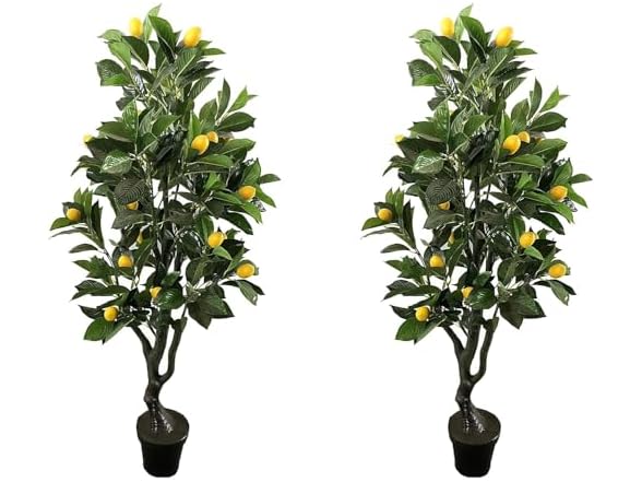 AMERIQUE Lemon Tree 4ft Pair