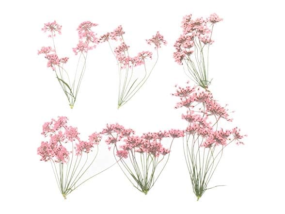 Ximkee Natural Real Pressed Dried Flower