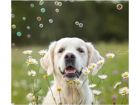 Pet Qwerks Incredibubbles - Peach