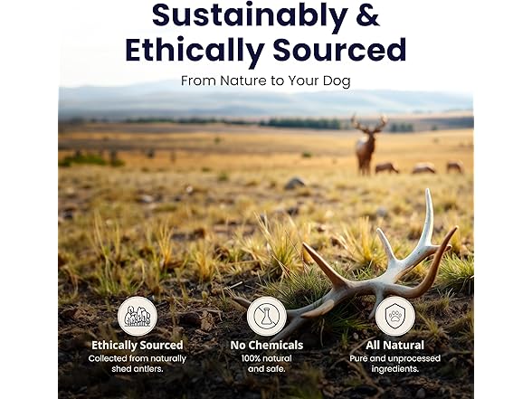 The Proper Hound Split Elk Antlers