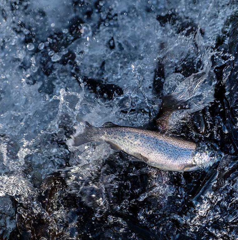 (4 pack) Ready-to-Eat Smoked Idaho Trout, 3.5 oz - Gallery 10