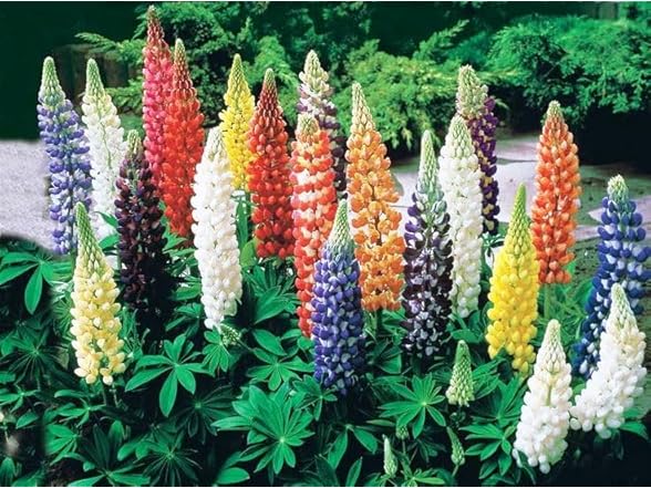 22Day Seeds Lupin Dwarf Mix Perennial