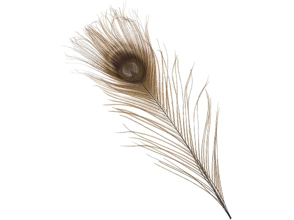 Zucker –Peacock Feathers – Feathers for