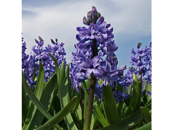 Blushing Blue Hyacinth Flowers