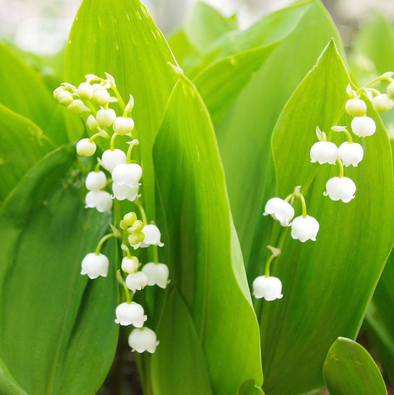 Lily of the Valley Flowers - 12 or 20 Bulbs - Gallery 11