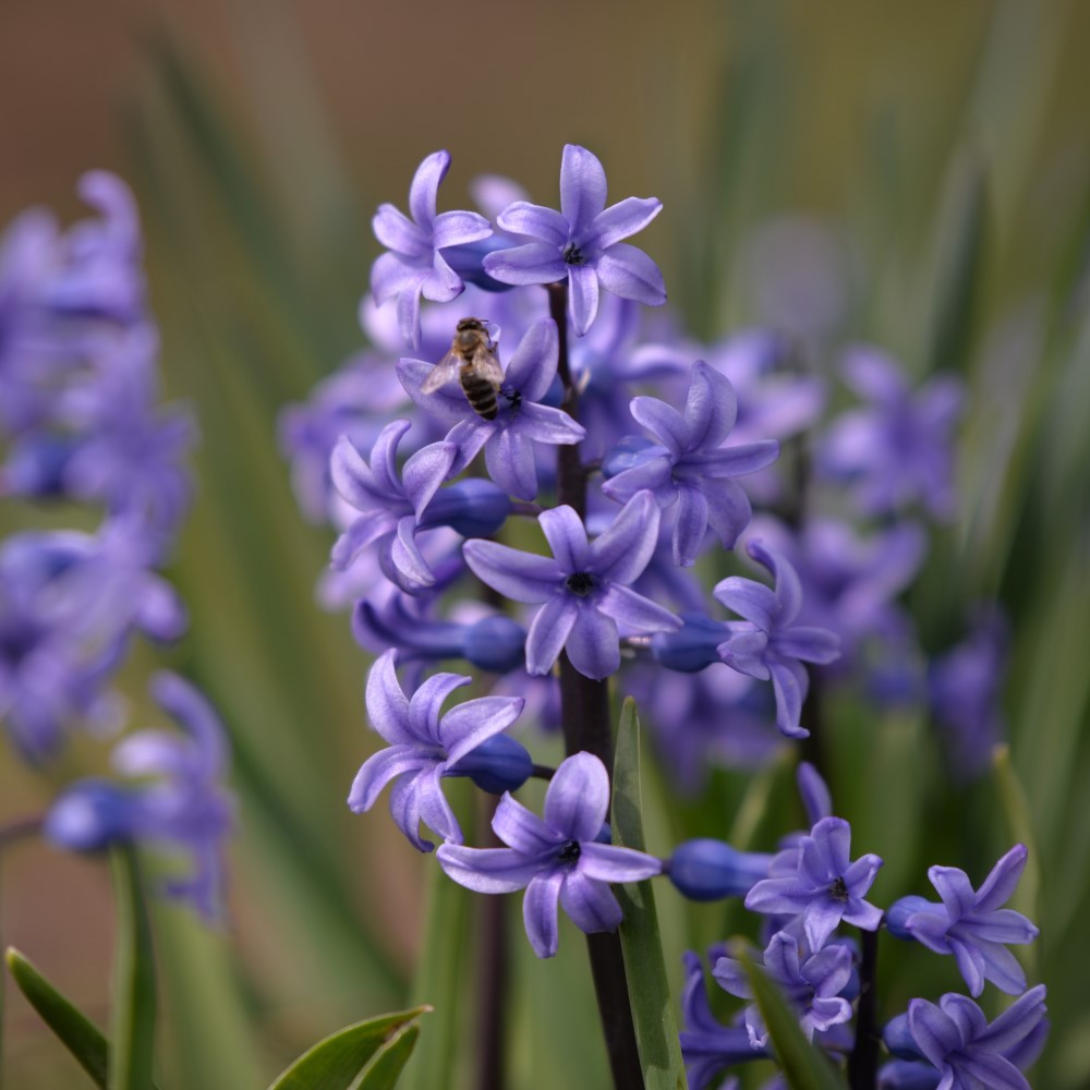 Blushing Blue Hyacinth Flowers - Gallery 7