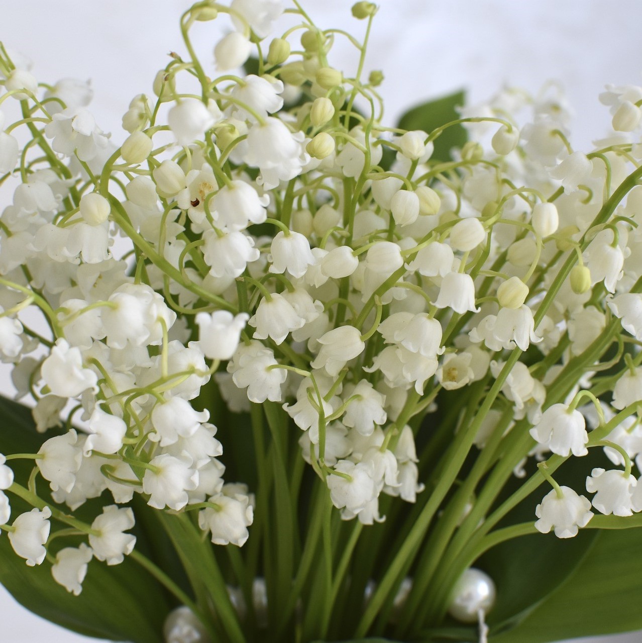 Lily of the Valley Flowers - 12 or 20 Bulbs - Gallery 8
