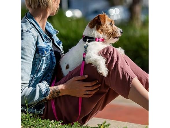 Rogz Control Martingale Web Collar Small