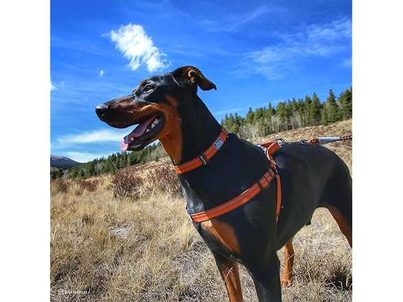 Coastal Pet K9 Explorer Reflective Adjustabl