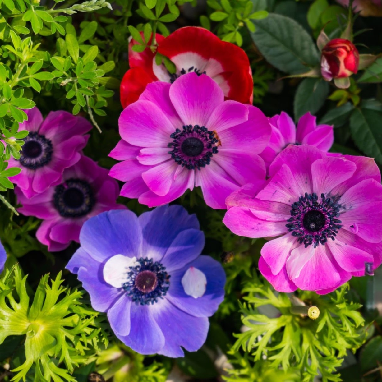 Poppy Anemone Flowers - Gallery 8