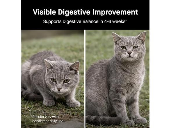 Koby Cat Probiotics | Daily Digestive Support