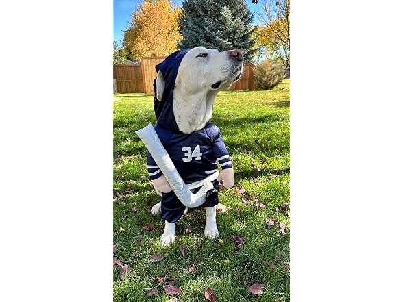Show and Tail The Stanley Dog Costume for Ha