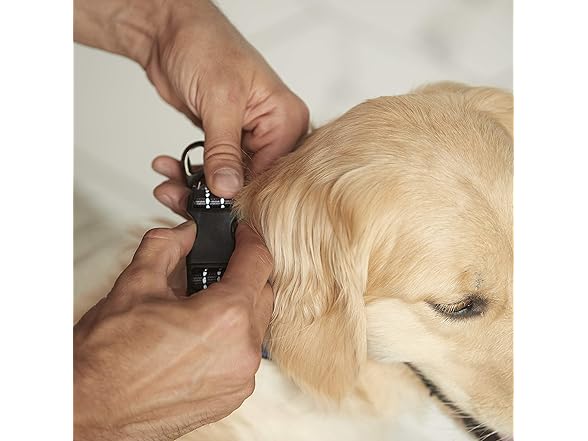 Franklin Reflective Dog Collar