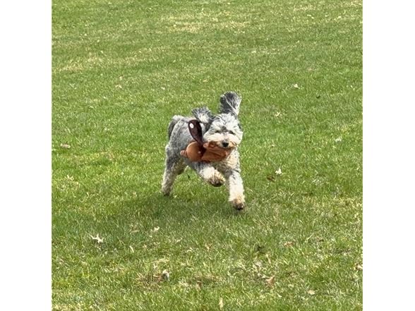 SPOT Skinneeez Stretch and Squeak Dog Toy