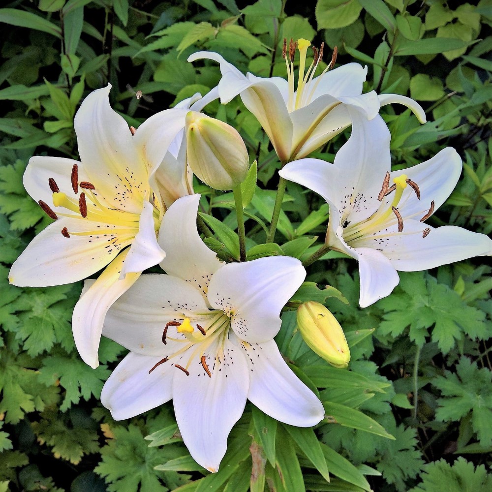 Giant Tree Lily Flowers - Gallery 8