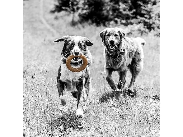 Barkbone Chew Ring, Chamomile Vanilla Flavored