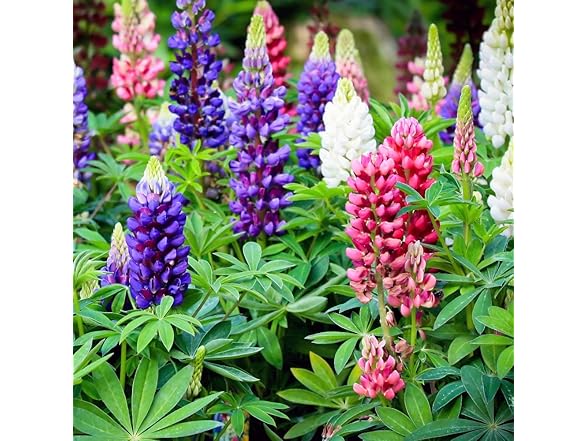 22Day Seeds Lupin Dwarf Mix Perennial