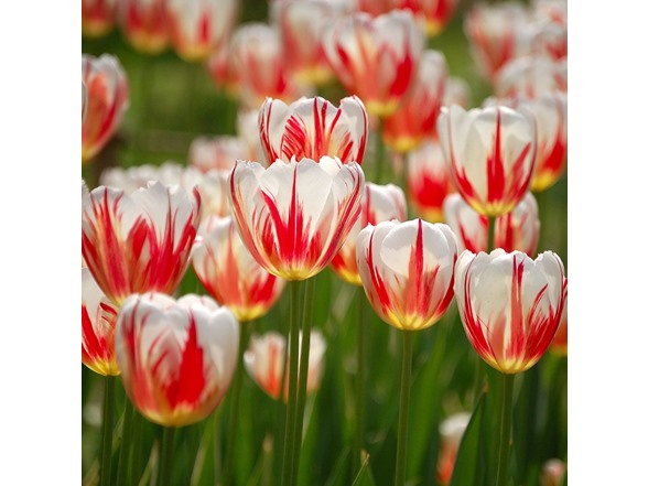 Mixed Sorbet Tulip Flowers