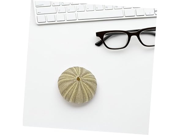 8pcs Natural Sea Shell Natural Sea Urchins D