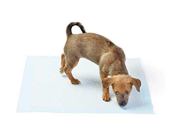 AmazonBasics Dog and Puppy Training Pads