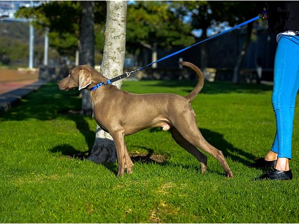Rogz Control Martingale Web Collar Small
