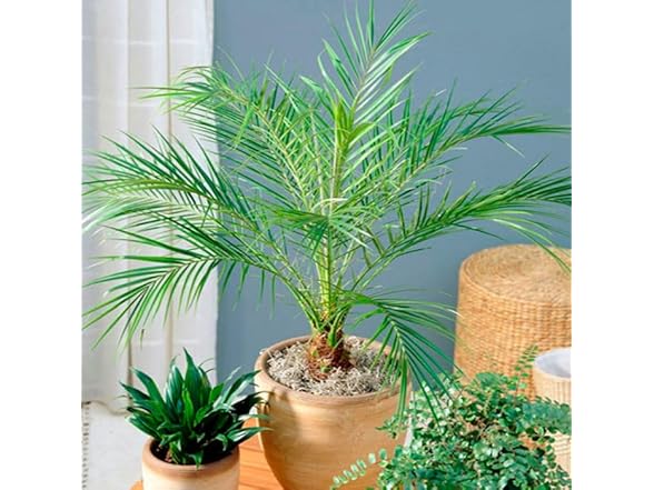 22Day Seeds Miniature Date Palm