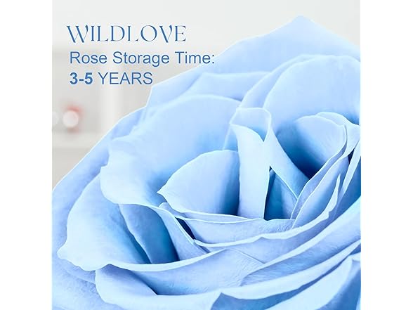 WILDLOVE Preserved Forever Real Rose