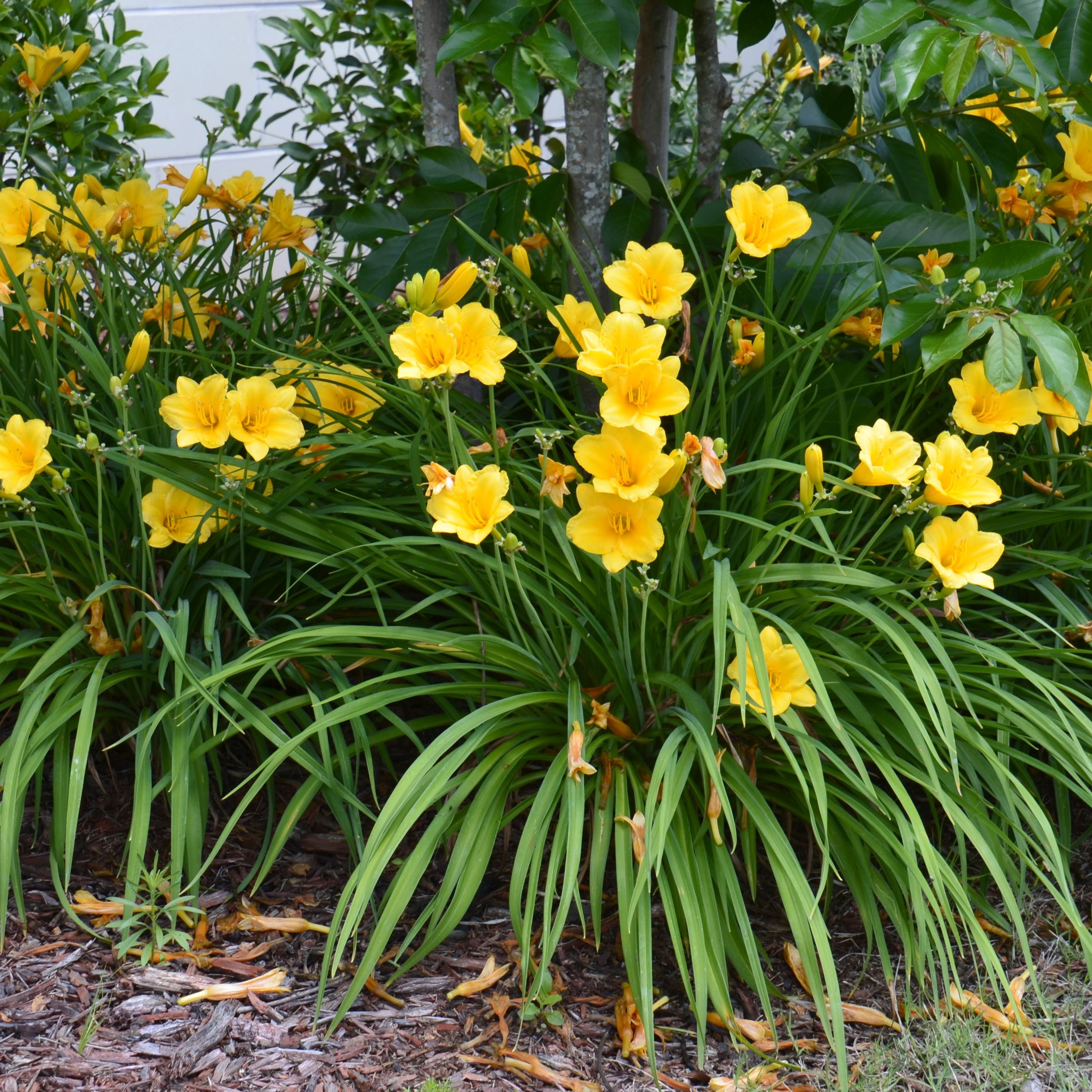Stella D'Oro Day Lily - 6 Bulbs - Gallery 9