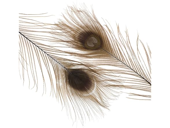 Zucker –Peacock Feathers – Feathers for