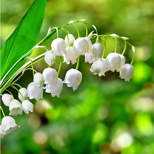 Lily of the Valley Flowers - 12 or 20 Bulbs - Gallery 7