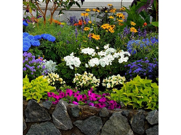 Rock Garden Flower Collection - 55 Bulbs