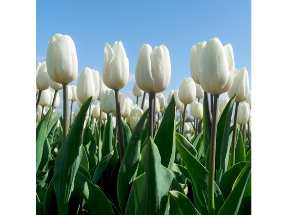 Colossal White Tulip Flowers