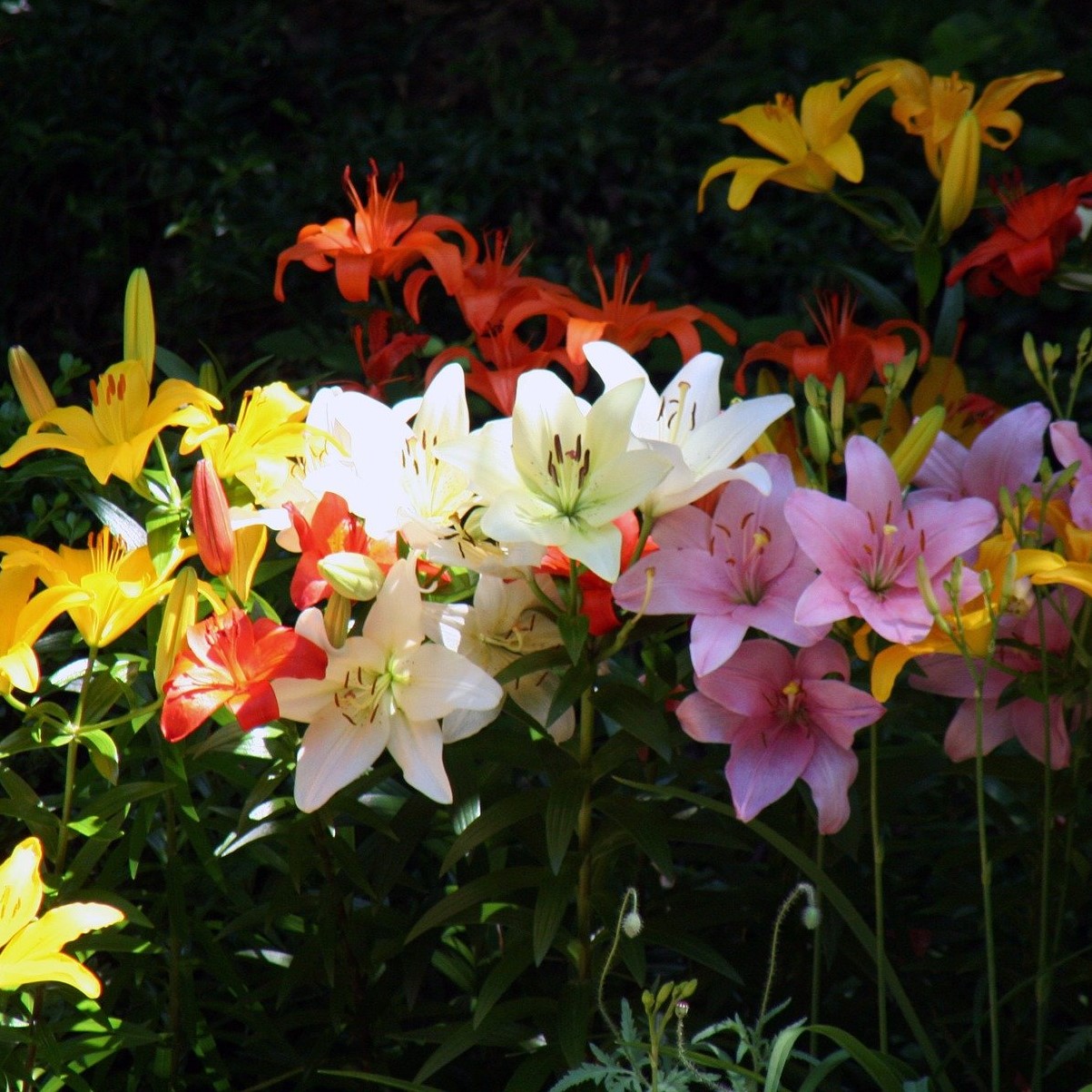 Lilium Oohs and Aahs - Gallery 6