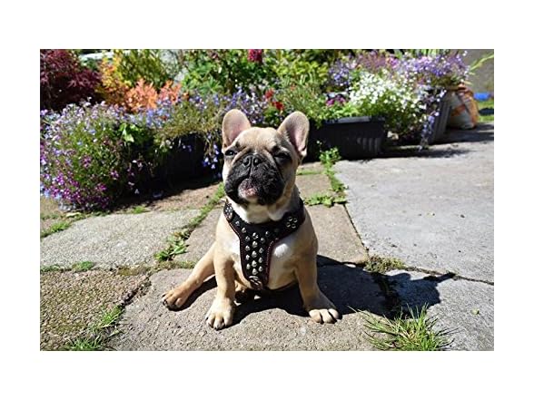 Bestia Studded Leather Harness. French Bulld