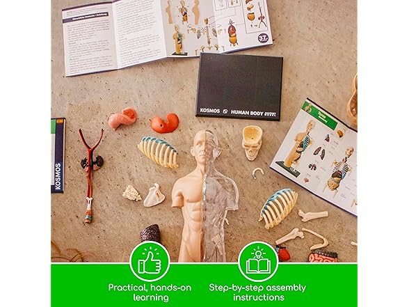Thames & Kosmos 260830 Human Body Anatomy Model Toy