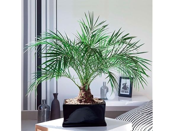 22Day Seeds Miniature Date Palm