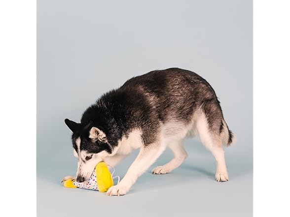 Fringe Studio Plush Dog Toy, Time to Celebrate