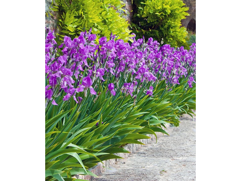 Touch Of ECO 5029-2 60 Bulbs 