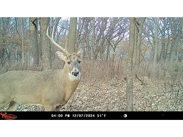 Wildgame Innovations Insite-V Cellular Trail Camera