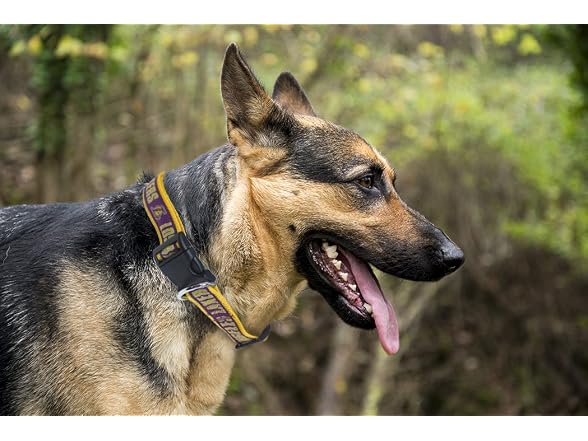 NBA LOS ANGELES LAKERS Dog Collar, Size Smal