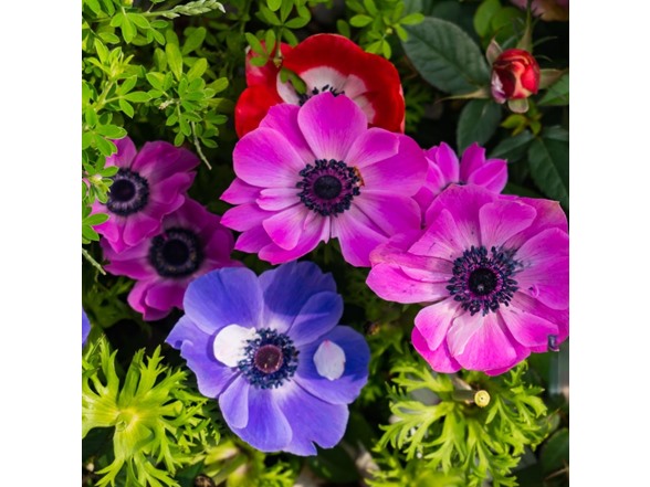 Poppy Anemone Flowers