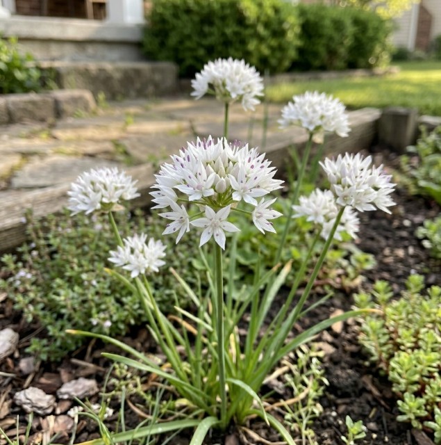 Graceful White Allium Flowers - Gallery 7
